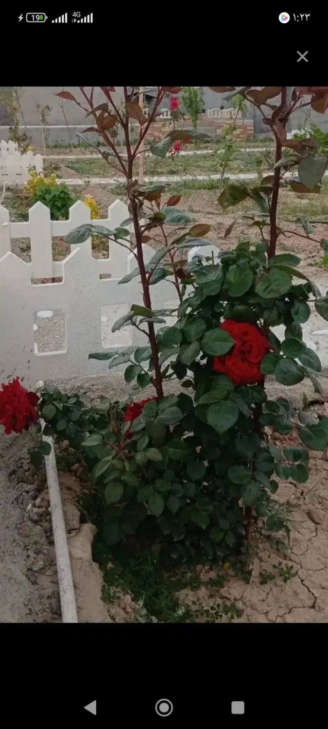 باغ شهری