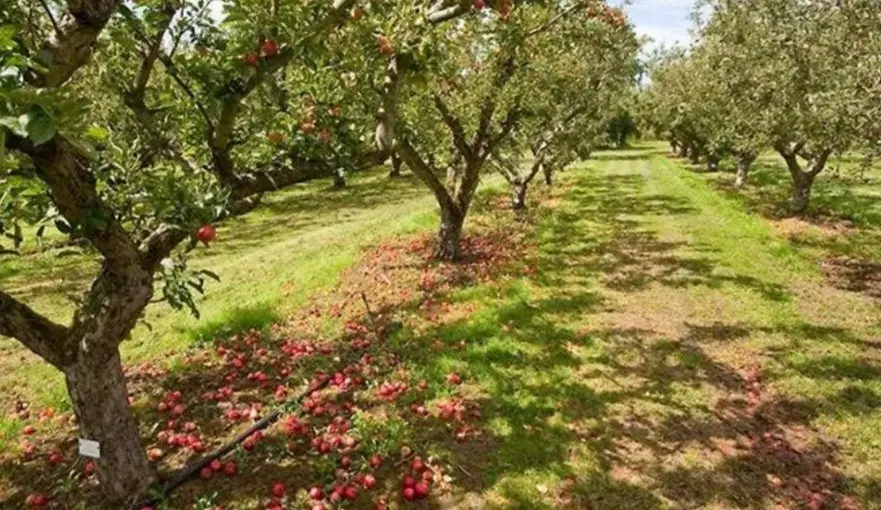 باغ درختان میوه