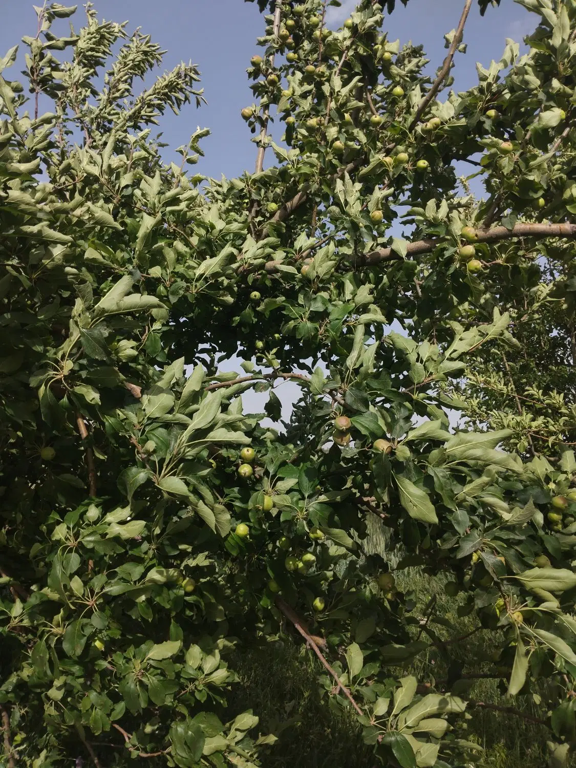 اجازه خانه در سی متری کشتار گاه