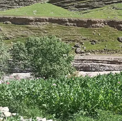 فروش باغ هزارمتری