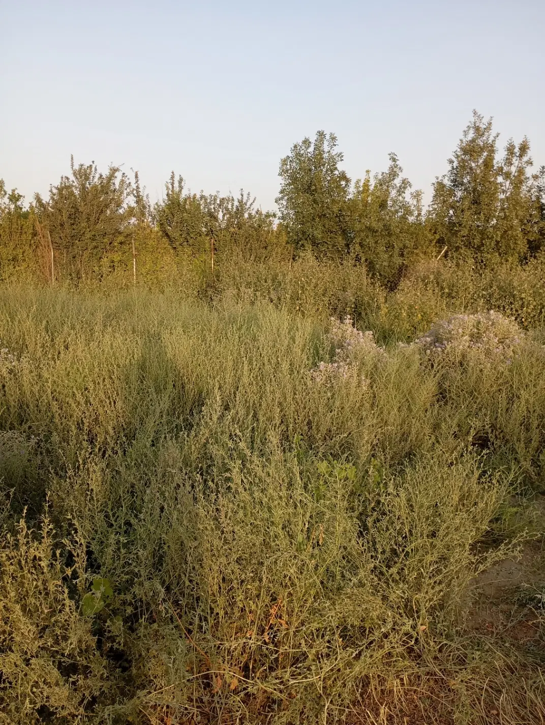 زمین سند دار قیصرآباد