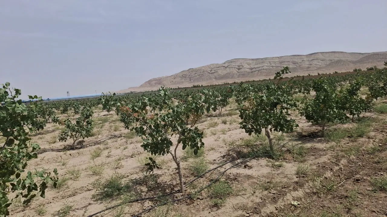 فروش باغ پسته