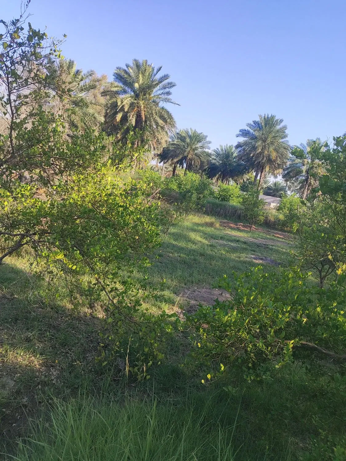 باغ در میناب گلشوار