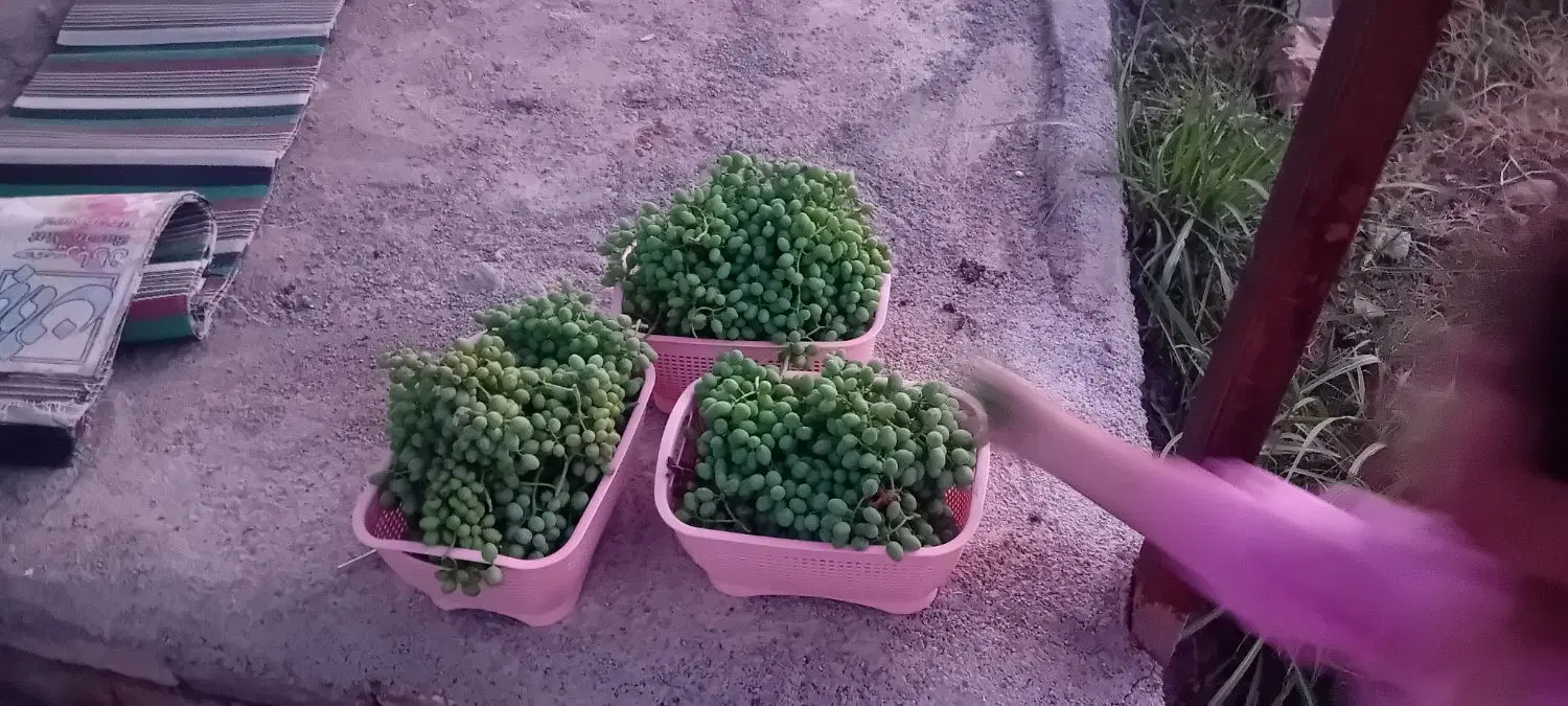 باغ سراب چنگایی