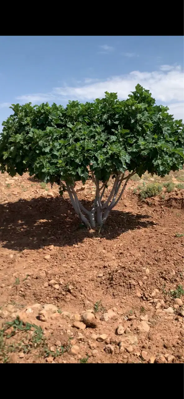 باغ انجیر