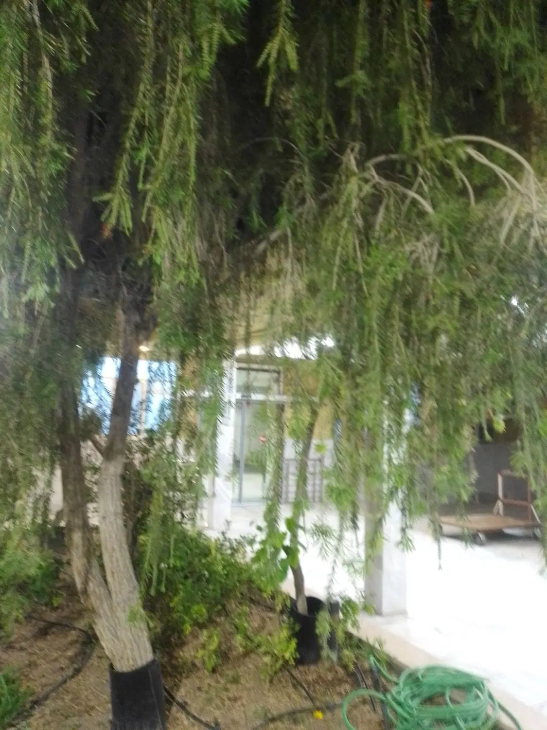 ۲۶۱مترزمین ویلایی باپروانه ساخت درلقمان