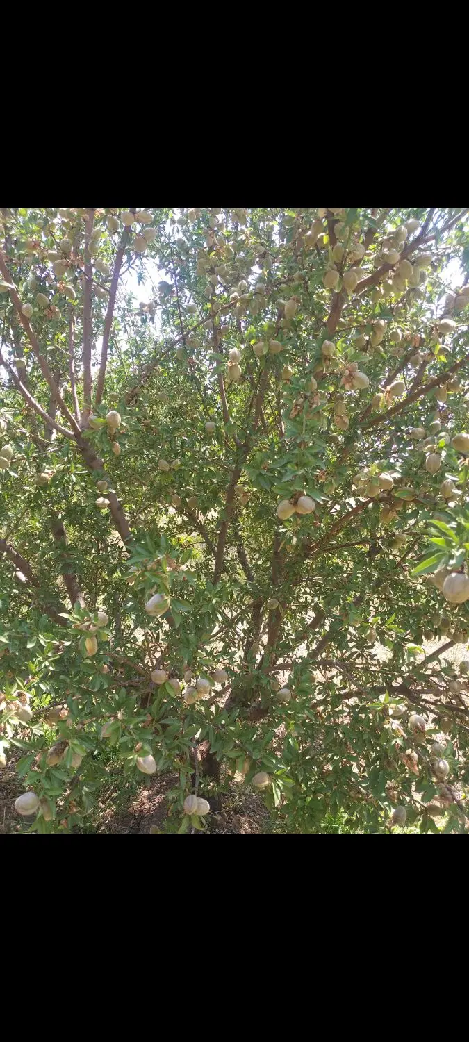 اجاره باغ بادام