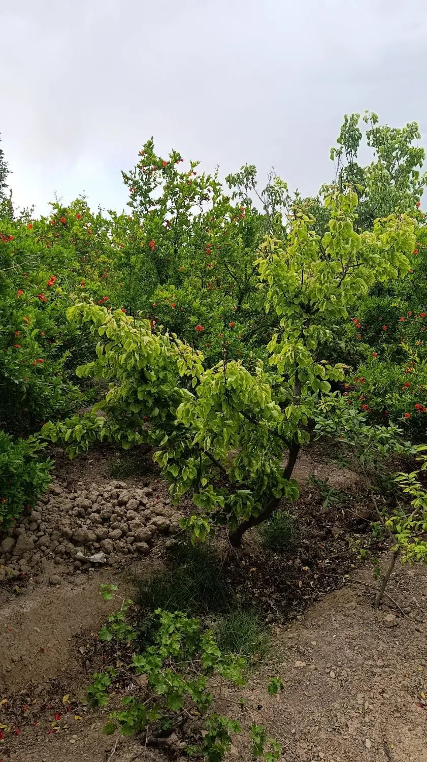 ویلا ۱۰۰۰ متری باصفا و رویایی