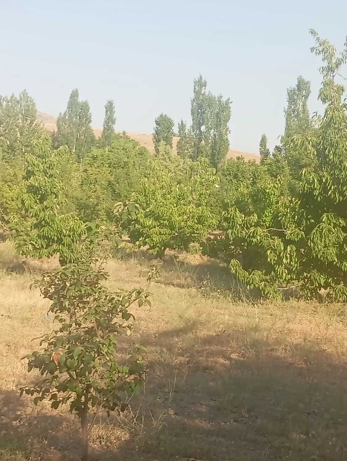 باغ در قلیان