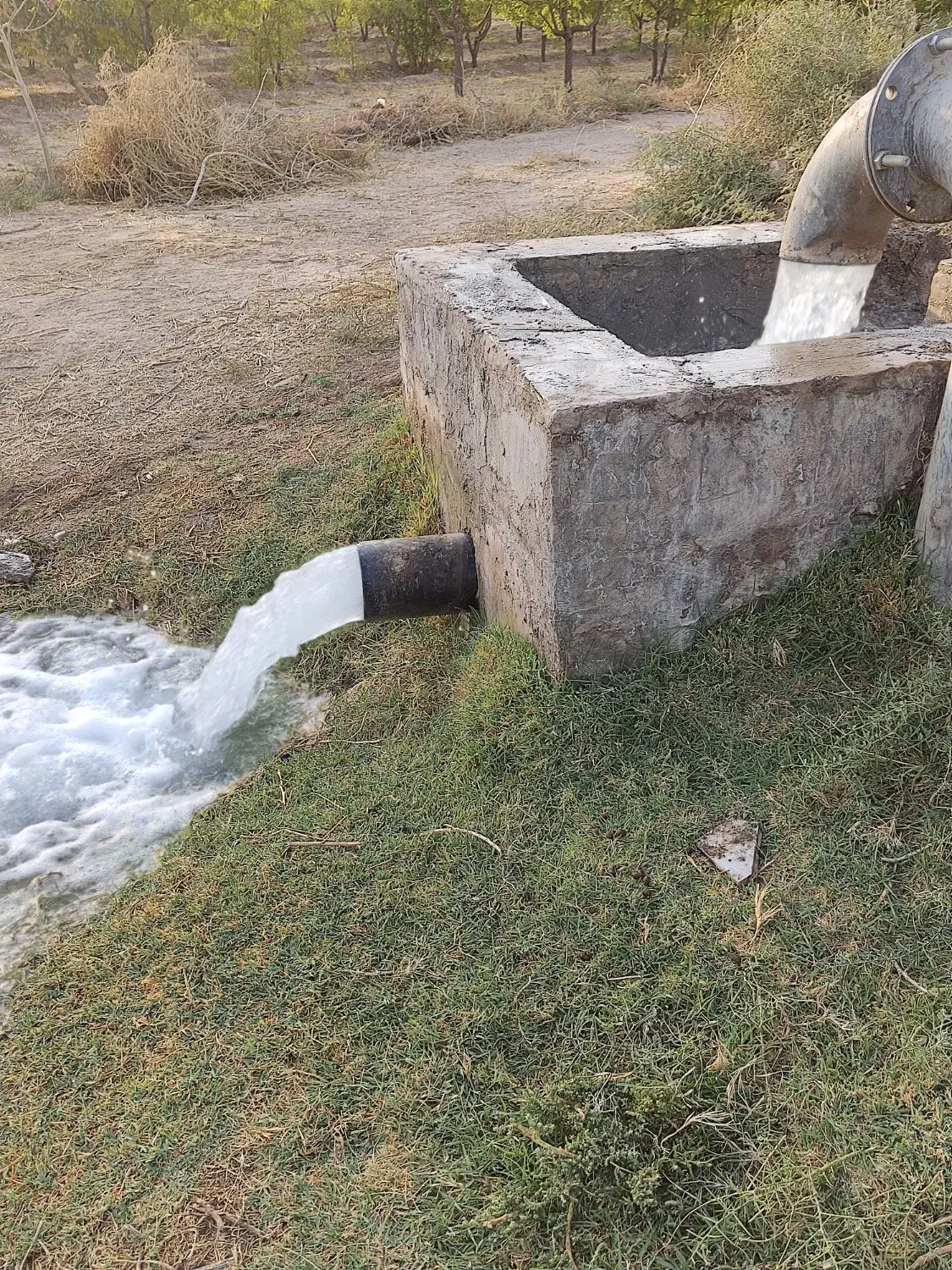 باغ میوه
