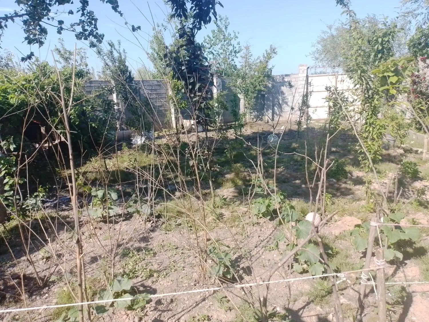 زمین باغی