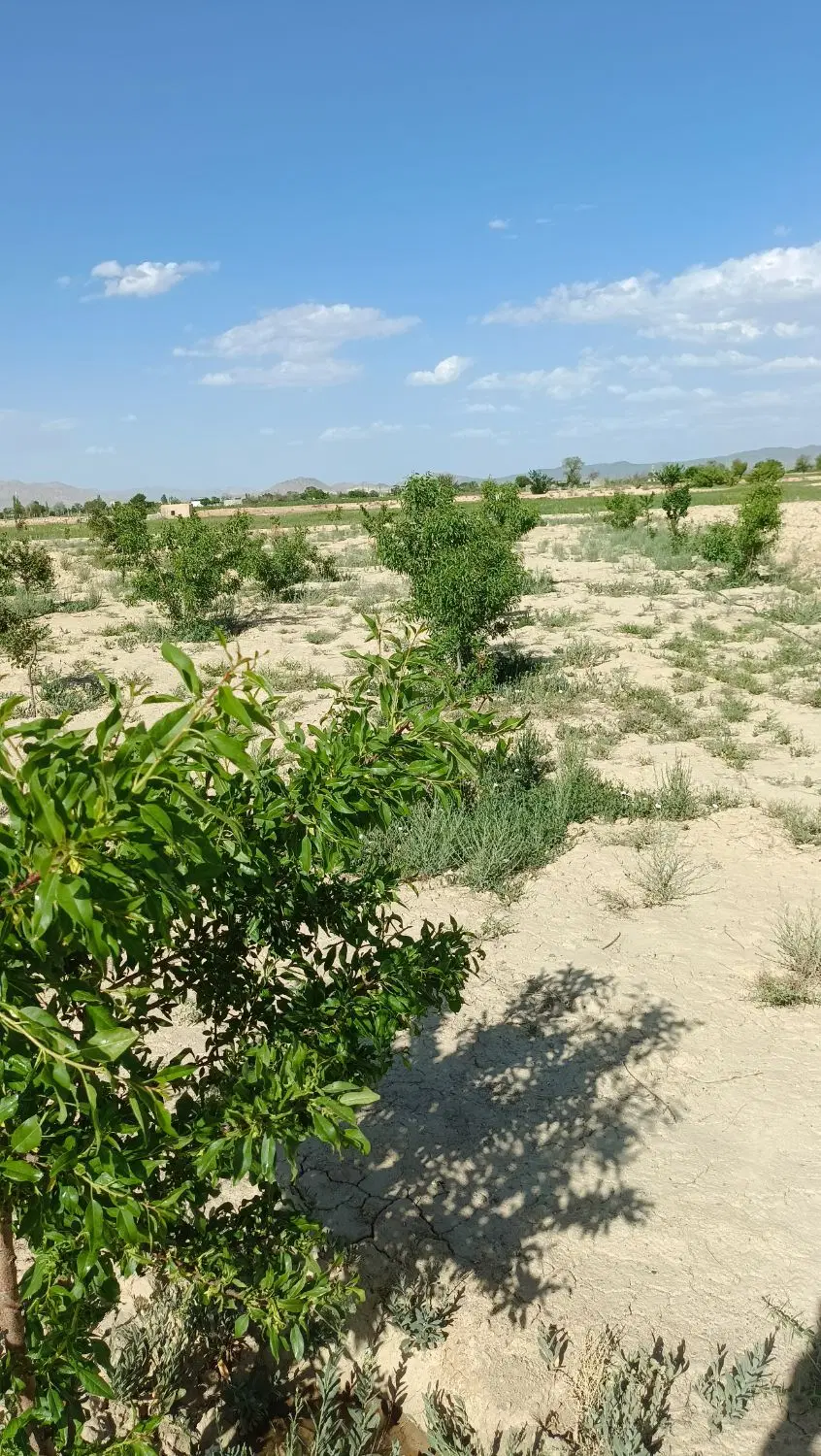 فروش باغ