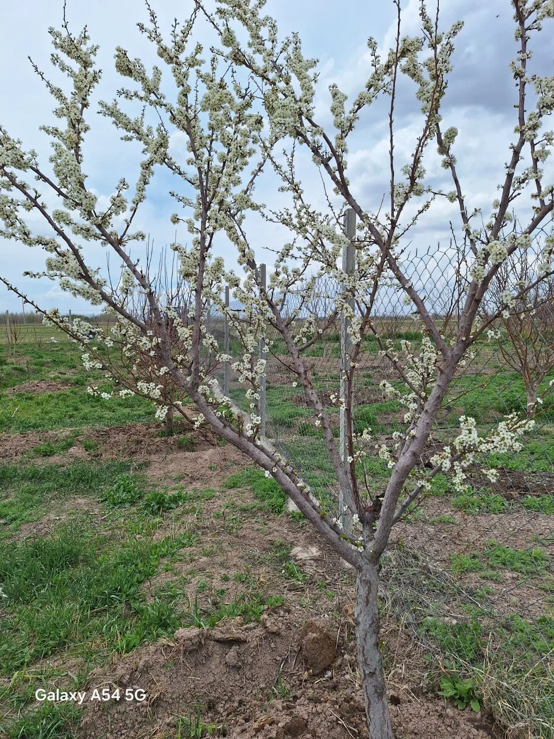 زمین برای احداث باغ