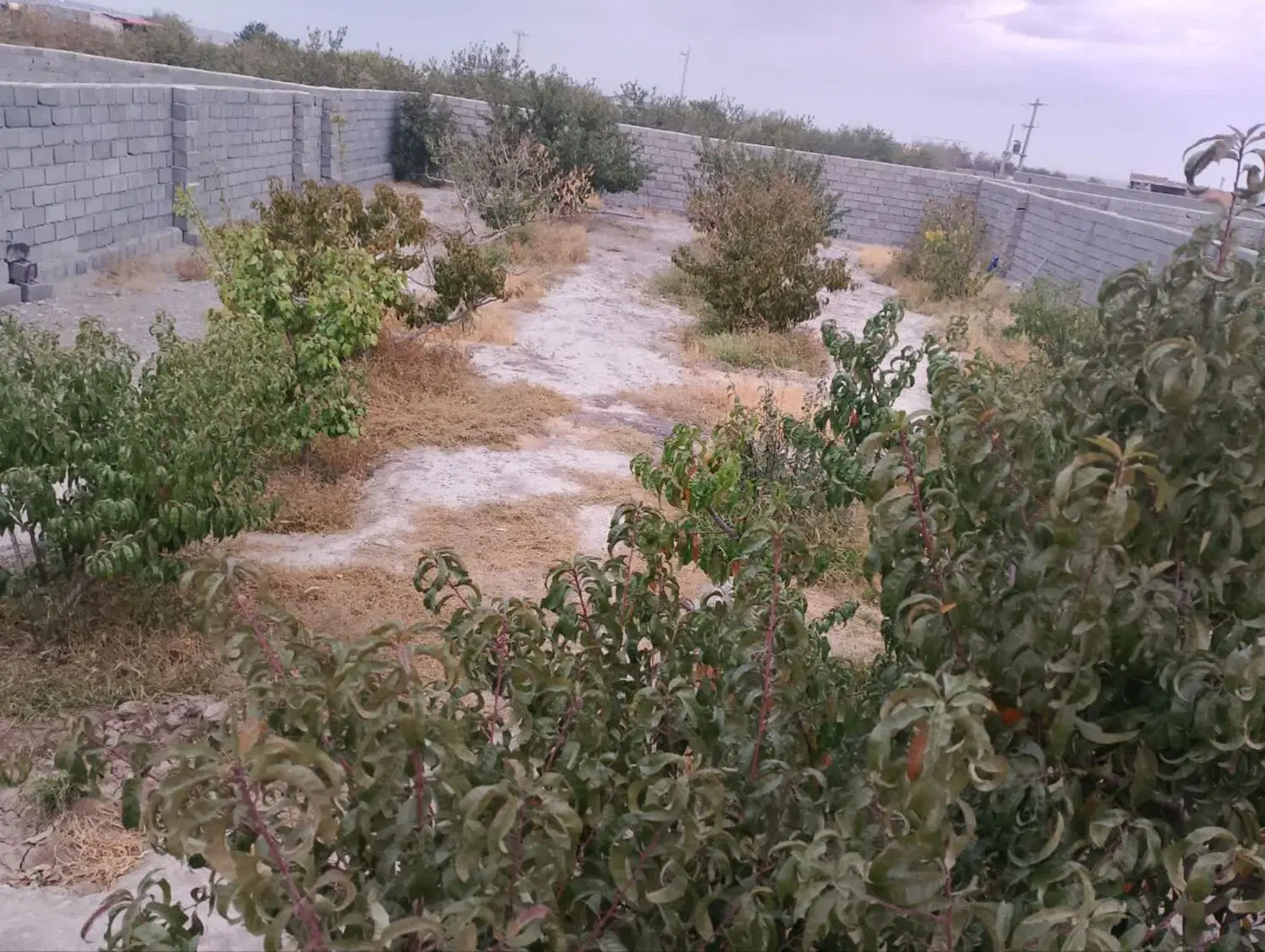 باغ هلو در دیزج خلیل