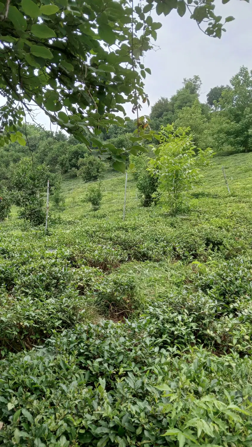 فروش باغ چایی به مساحت ۳۲۷۰متر جای بسیارزیبا