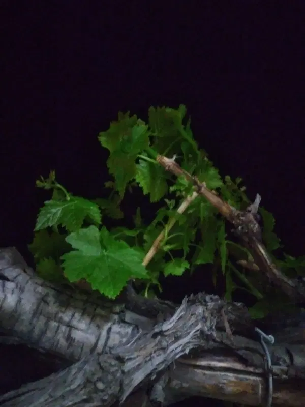 باغ در روستای خطایلو