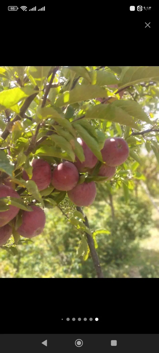 باغ روستای قلعه عسکر نزدیک لاله زار