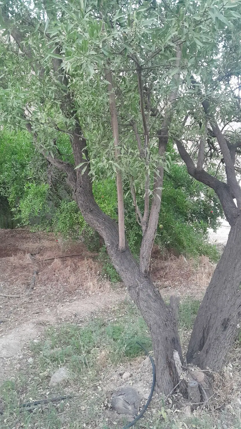باغ هزارمتری _فاروق