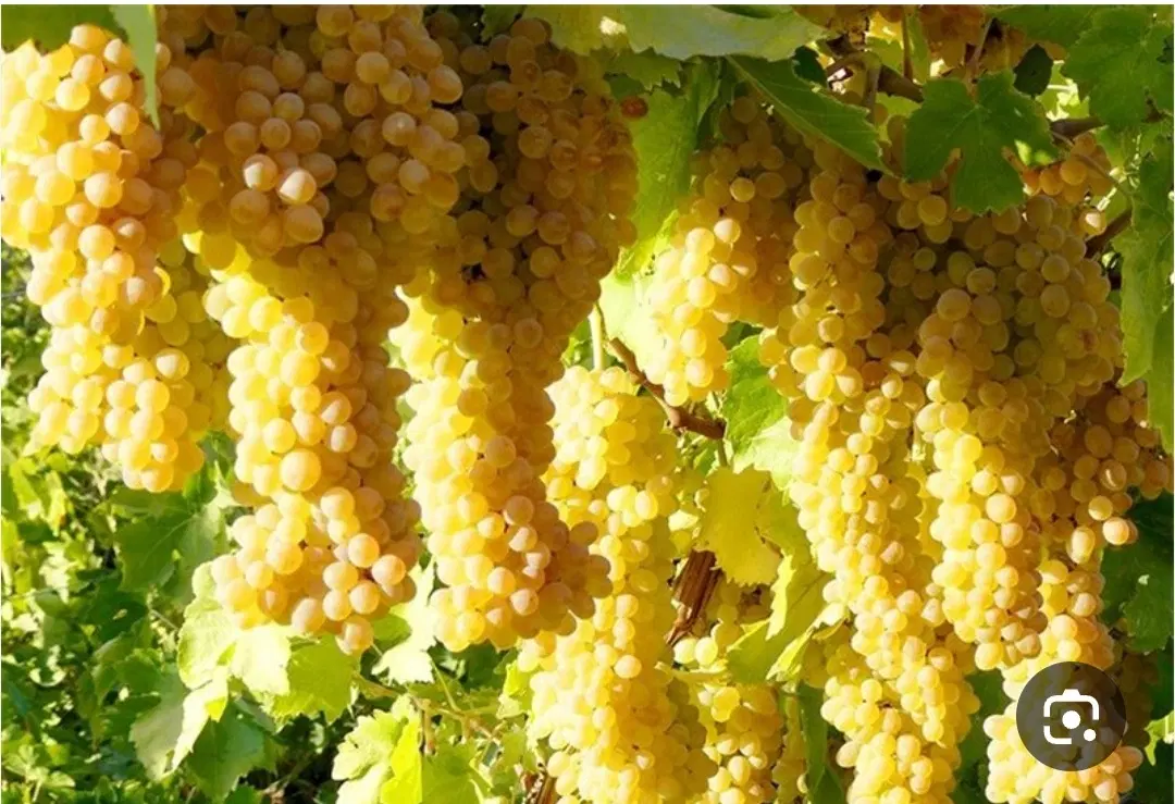 باغ انگور 7 هزار متری لوربالاجو