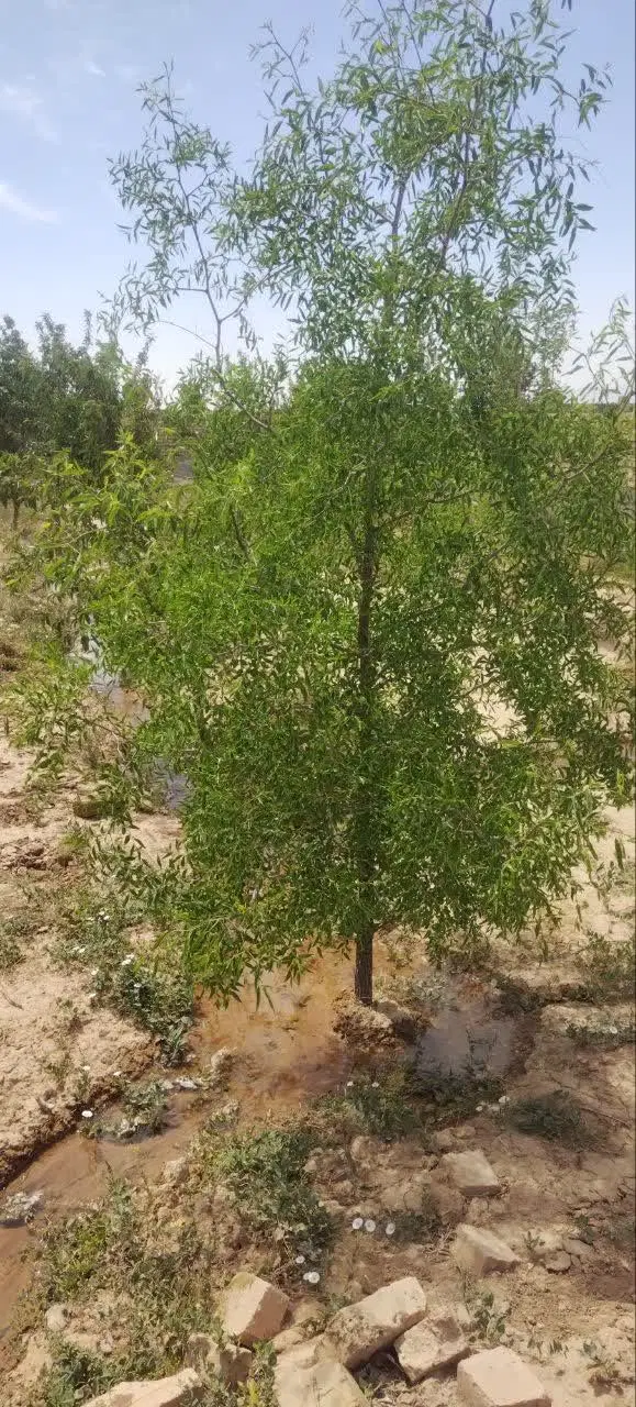 زمین باغی آزادمرزآباد