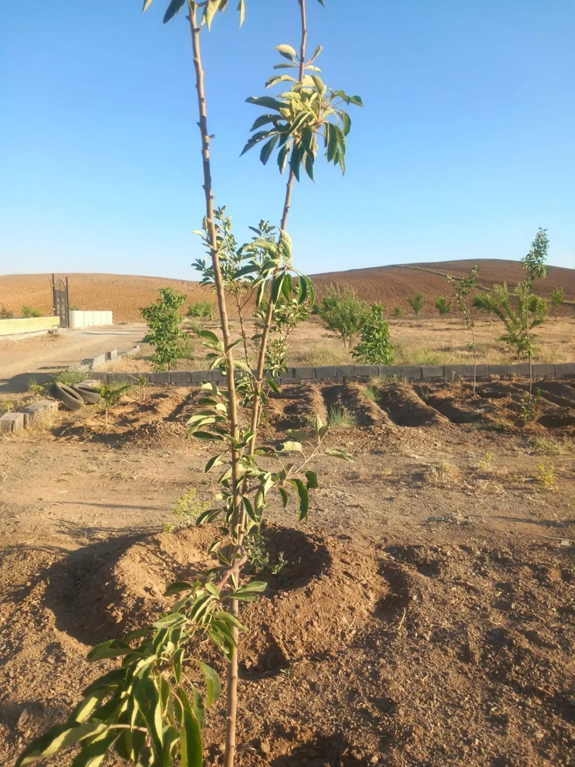 فروش زمین در سیاه کمر