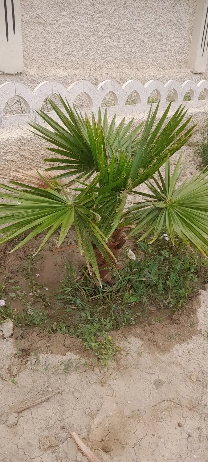 ۵۰۰متری سنددار پرآب