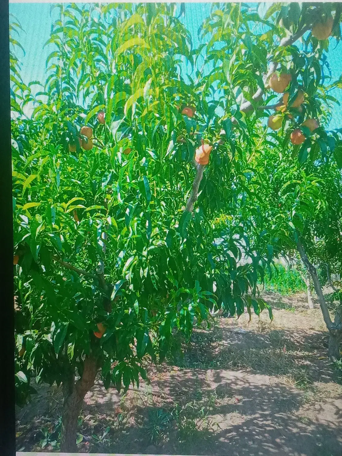 خانه باغ و باغ