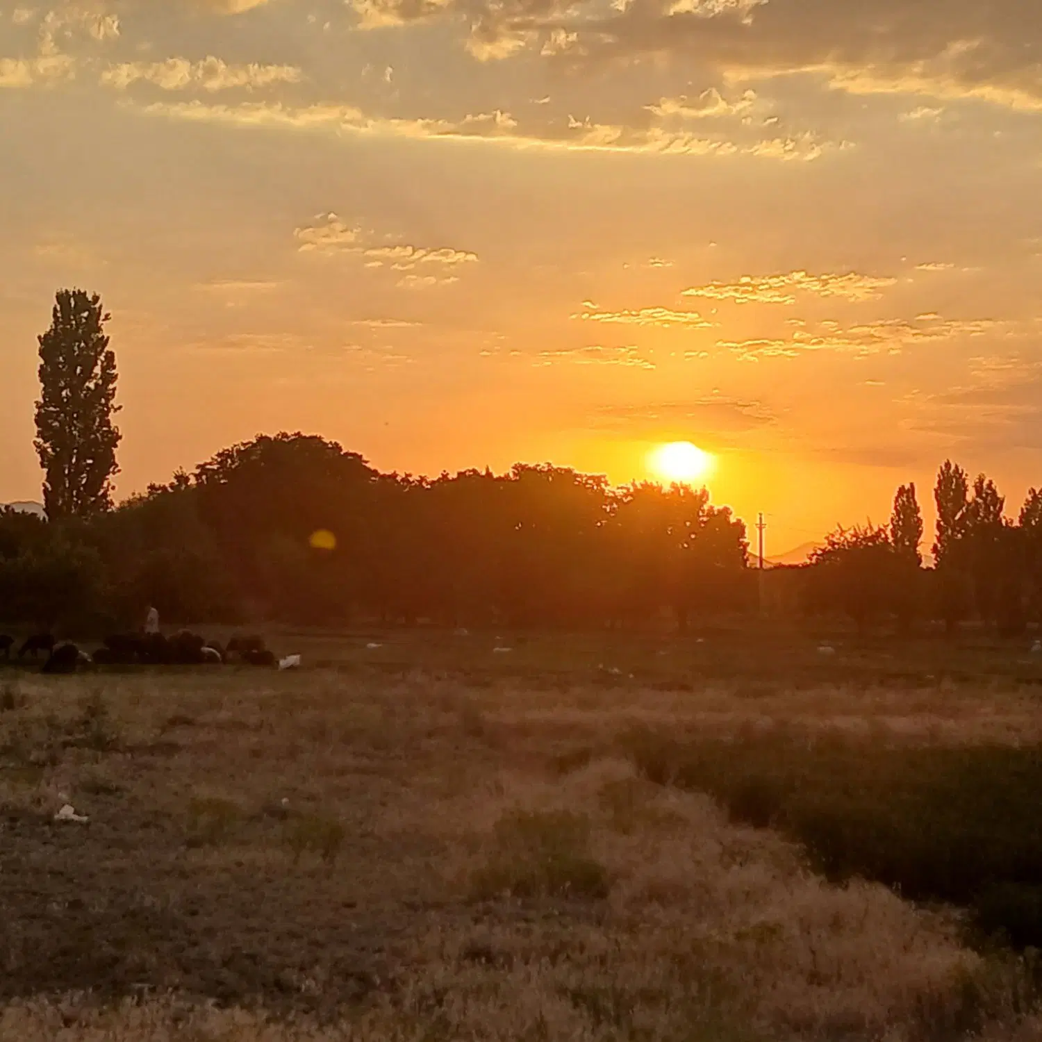فروش زمین در جمکران