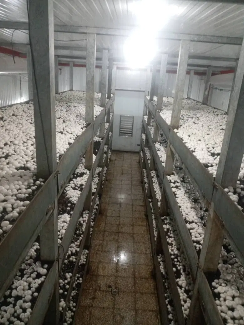 کارخانه پرورش قارچ دکمه ای