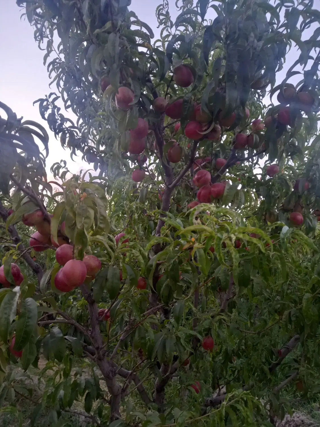 باغچه الوان ۵۰۰ متر اول سعیدلو