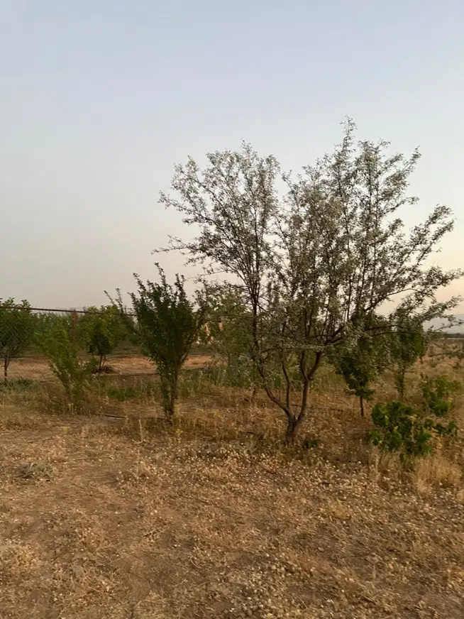 زمین باغی گاوخانه