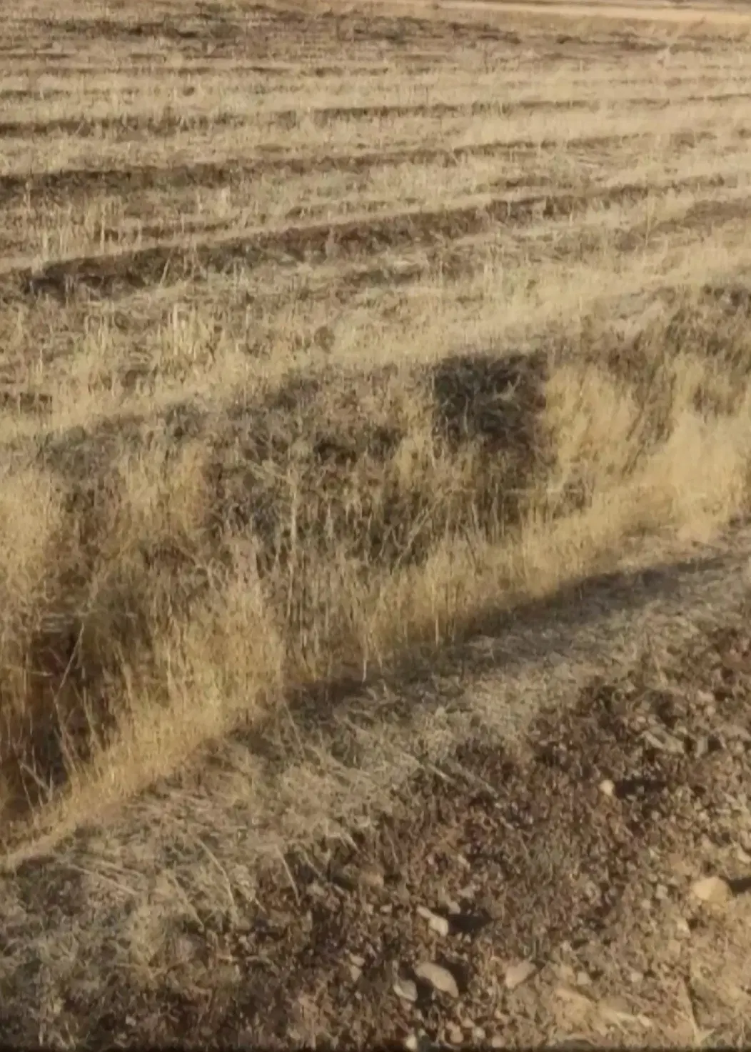 فروش ۸۰۰ متر زمین در گرد خون