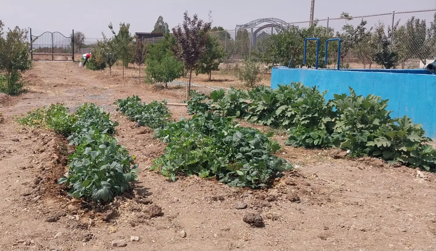 فروش باغچه