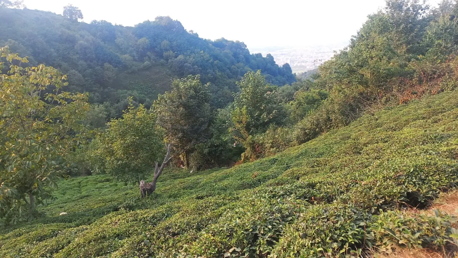 فروش دو قطعه زمین در شهر خنافره