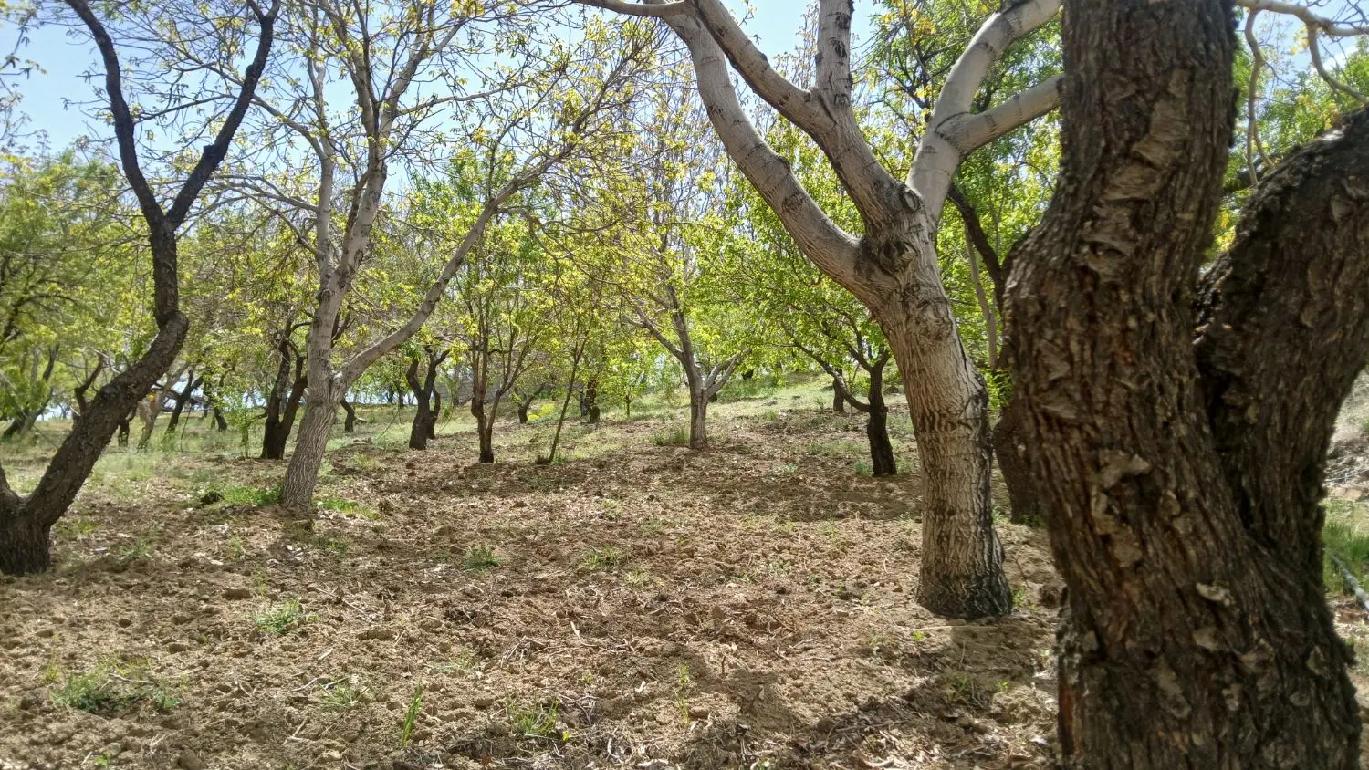 قطعه زمین کشاورزی ویلای