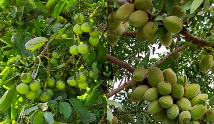 فروش باغ