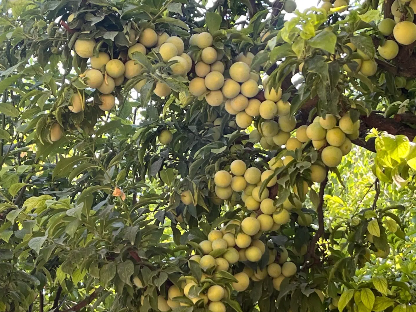 باغ ویلا