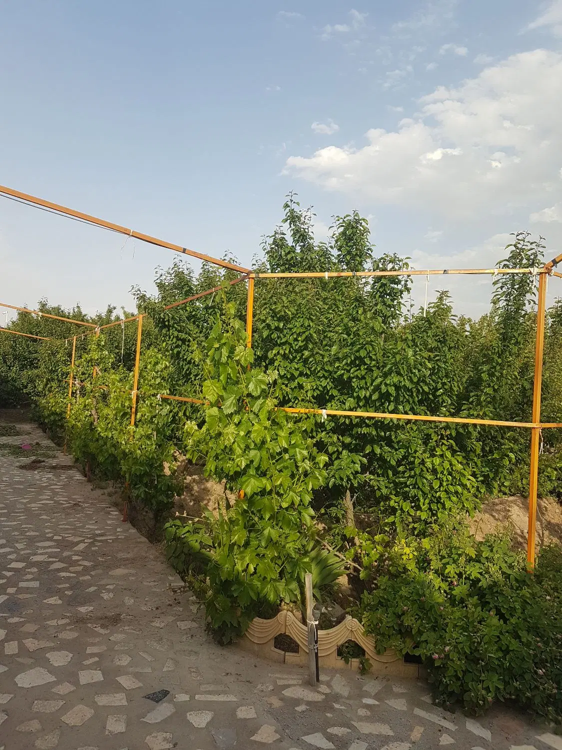 باغ ویلا