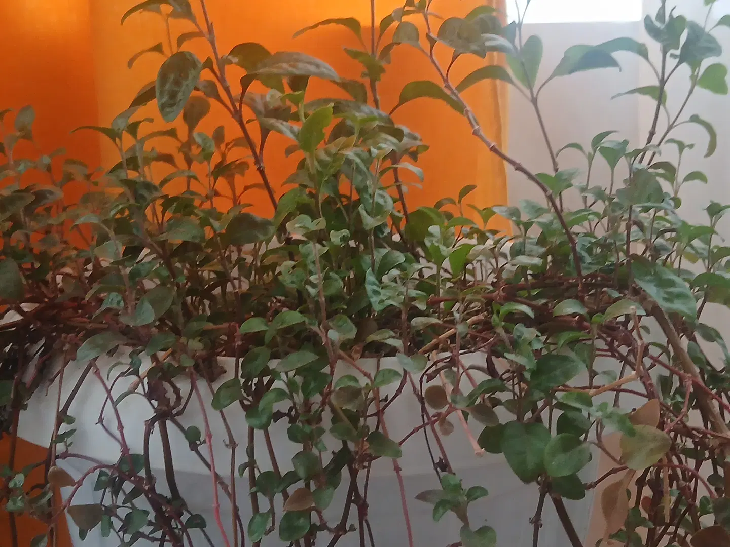 زمین کشاورزی
