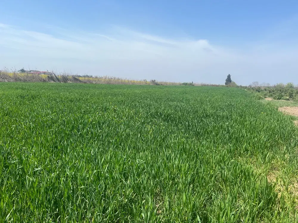 زمین کشاورزی و قلم باغ