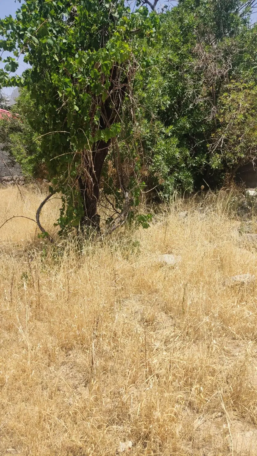 باغ
