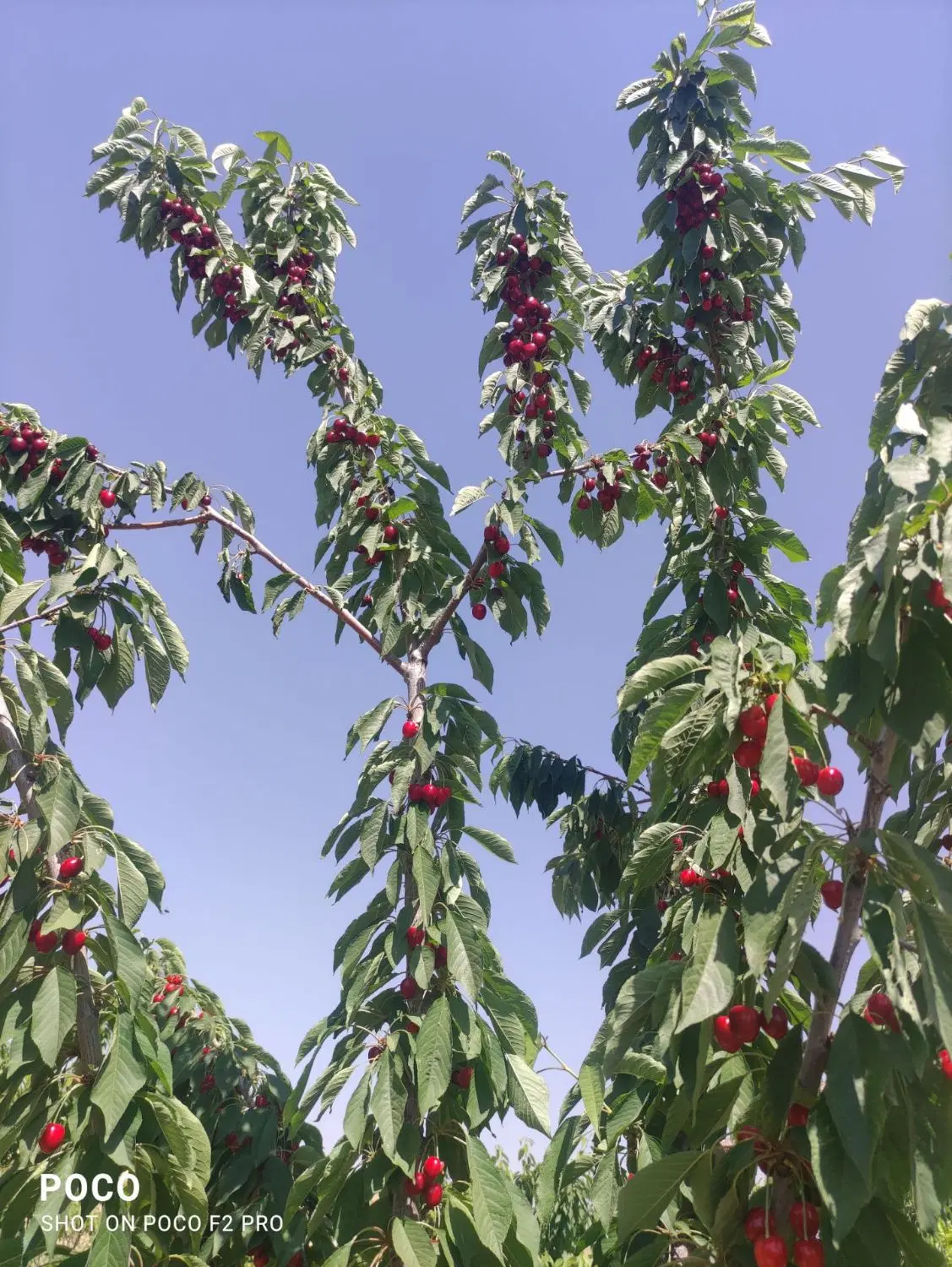 خانه باغ شهریکند