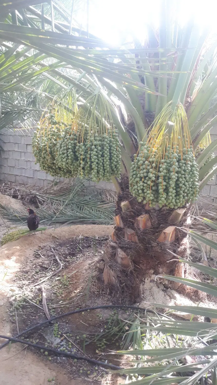 فروش باغچه ۴۵۰متری تجاری مسکونی