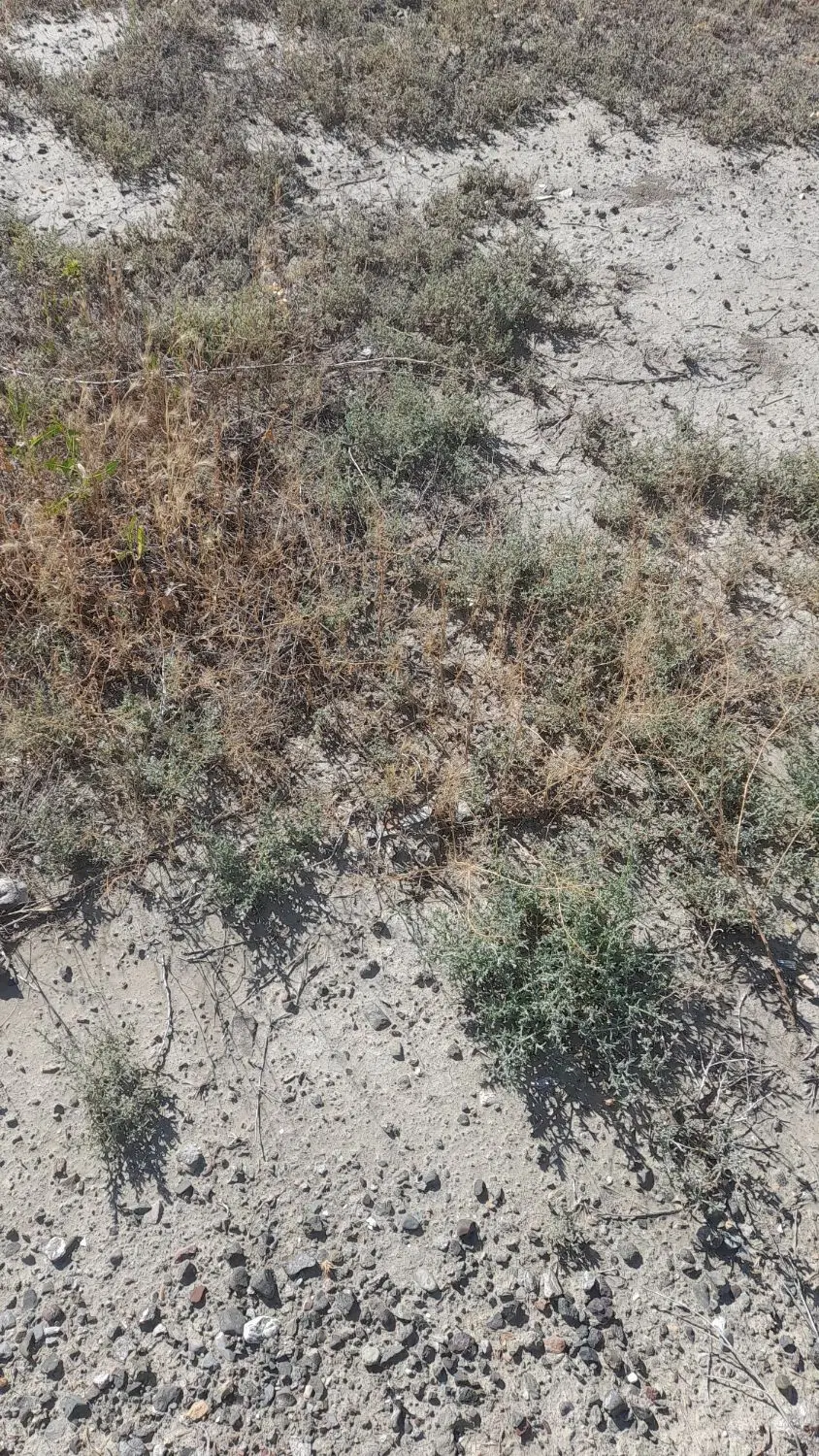 قطعه جدا شده از قطعه 76زمین پشم شویی قولنامه