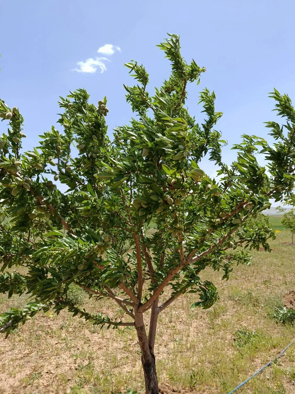 باغ بادام و گردو