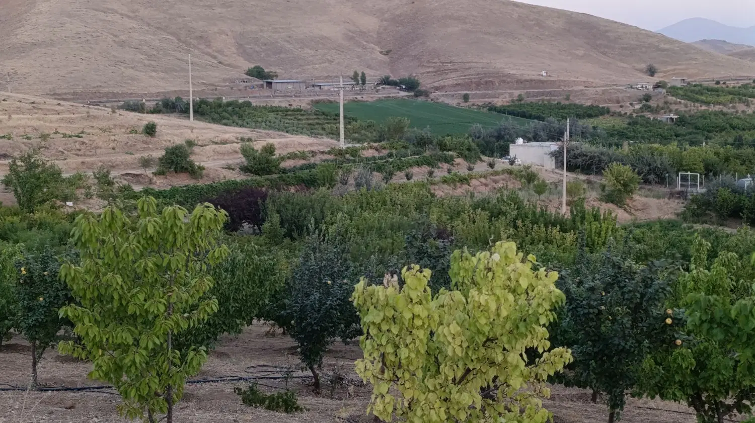 باغ  و زمین کشاورزی روستای قلیان