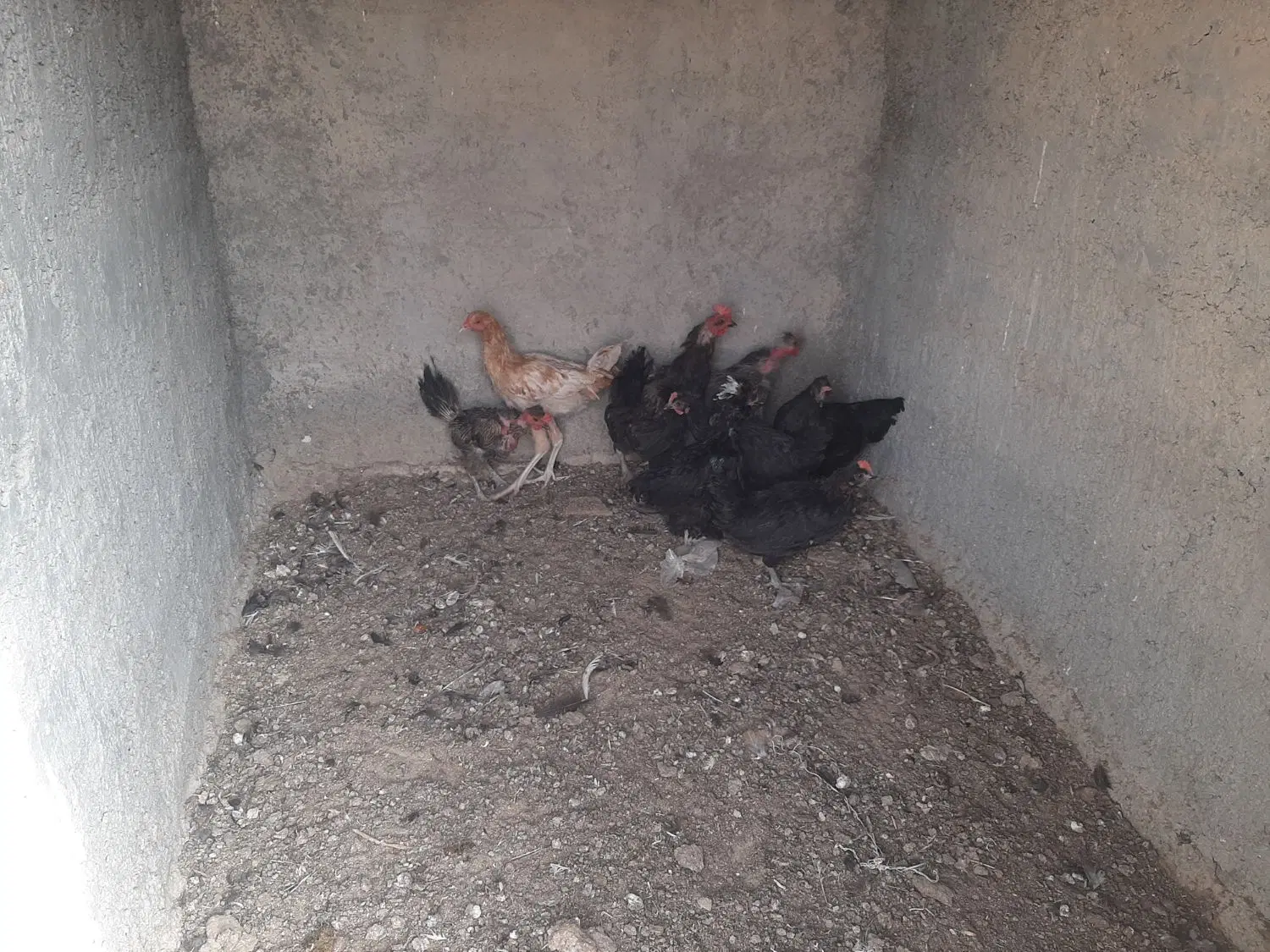 اجاره ۴دیواری
