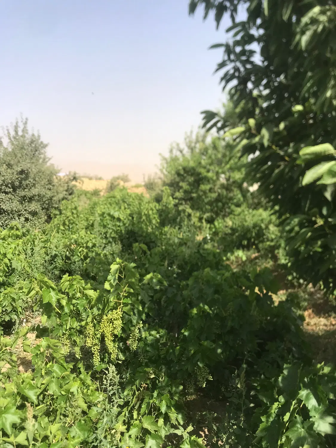 چهار دیواری بادرختان میوه در منطقه ویلایی