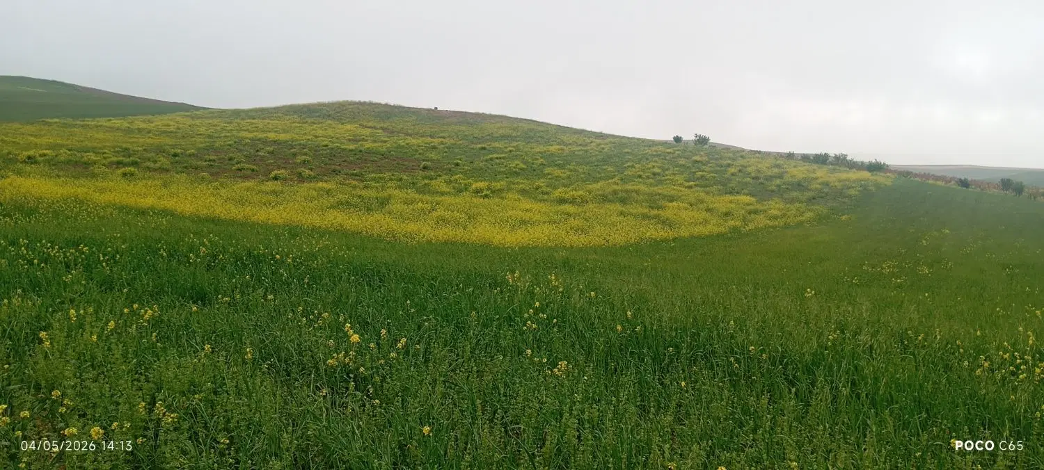 زمین ویلایی