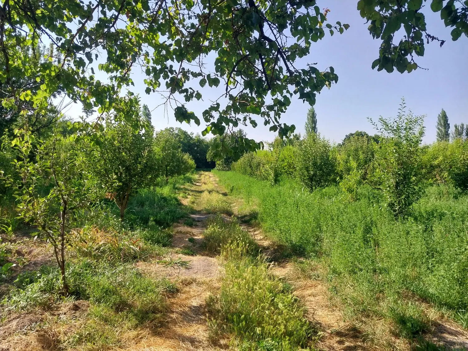 فروش باغچه